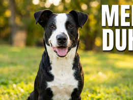 Duke needs a forever family