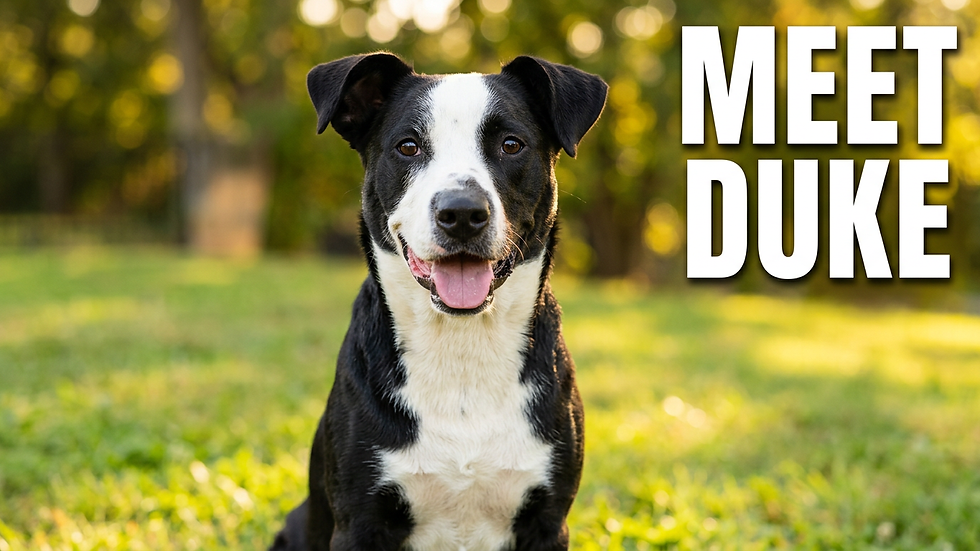Duke needs a forever family