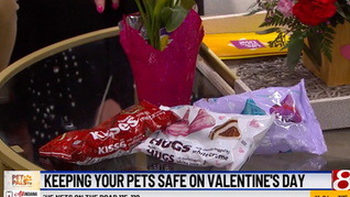 Keeping pets safe on Valentine’s Day