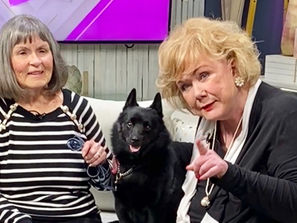 Schipperke dog and trainer make a skillful pair!
