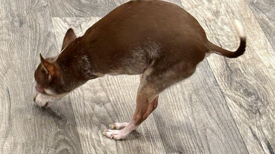 NEW SHOW: Special needs pups, photographer celebration, adorable baby animals and Tom’s pet advice