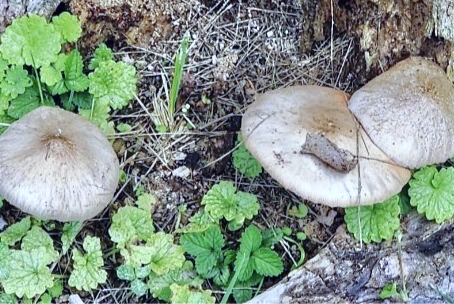 Wild mushrooms can kill your pet