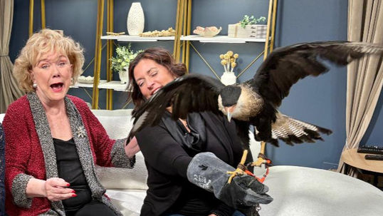 Animal Care Alliance rehabilitates big bird named Churro