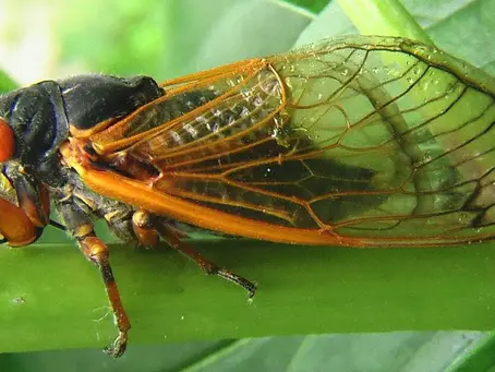 The Cicadas are coming!