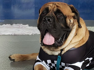 Handling grief when losing your beloved furry friend