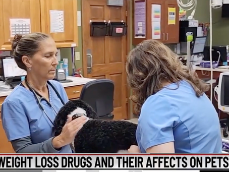 Weight loss drugs like Ozempic can be poisonous to pets!  Here's why