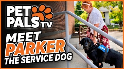 Parker helps his owner