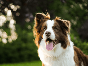Border Collie: Know Your Breed!