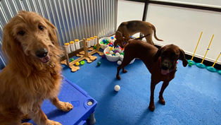 How doggie day care helps your pet make friends