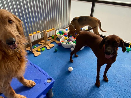 How doggie day care helps your pet make friends