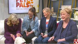 Lucci's House Bully Rescue combats stigma against pit bulls