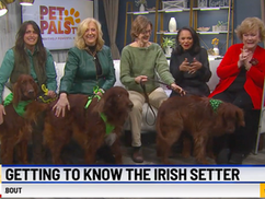 Get to know the Irish Setter breed