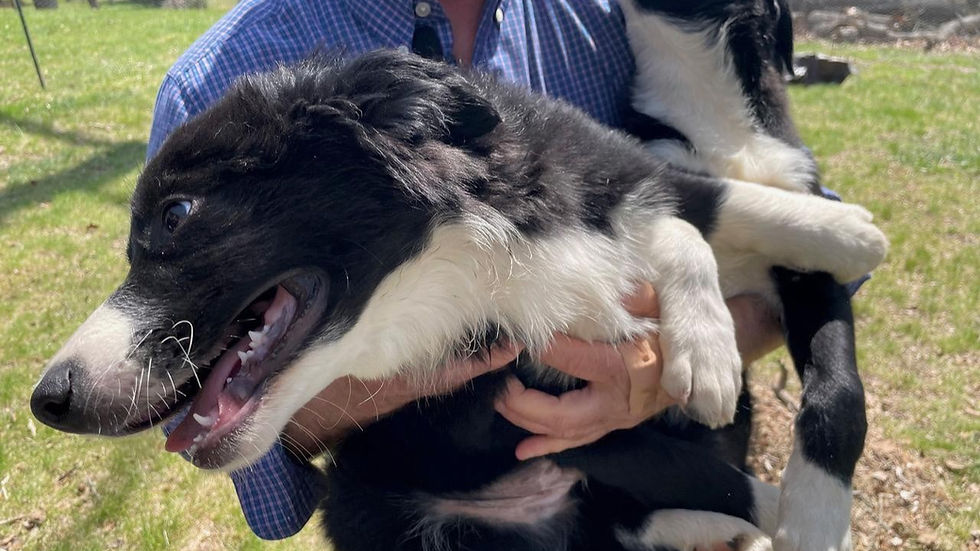 Border Collie puppies and trainer's insight