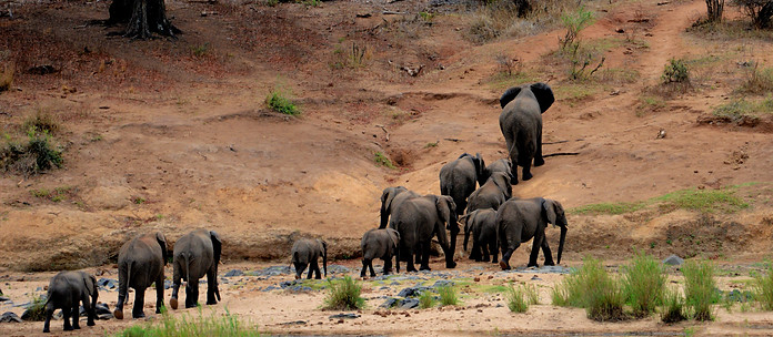 africa-animal-photography-barbaric-63131