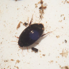 산수콩알물방개(Platambus usuriensis)