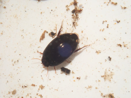 산수콩알물방개(Platambus usuriensis)