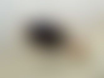 물방개(Cybister chinensis)