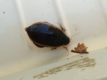 물방개(Cybister chinensis)