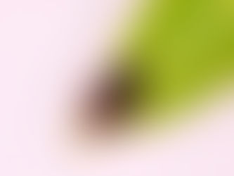 애넓적물땡땡이(Enochrus simulans)