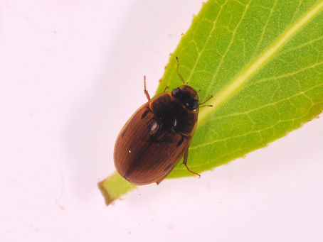 애넓적물땡땡이(Enochrus simulans)