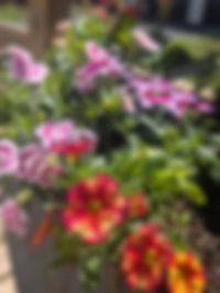 PJ Planter close up 1.jpg