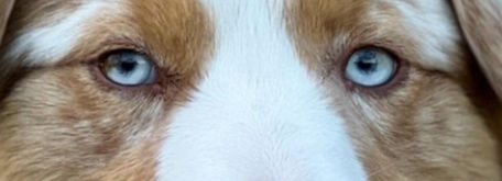 Gedanke über die besondere Wahrnehmung und Tiefe der Aussies