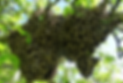 Bienenschwarm.PNG