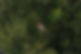 Dronude_Sisters1_detail.JPG