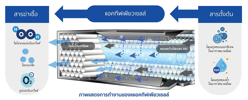 การทำงานของแอคทีฟเพียวเซลล์-01.jpg