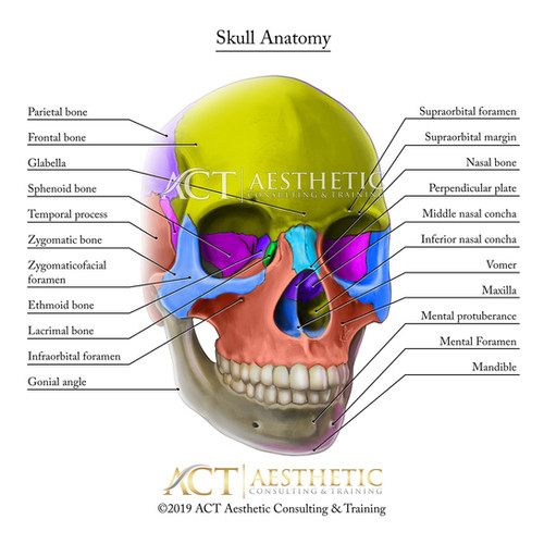 16x20 SKull Anatomy Art Print Mysite