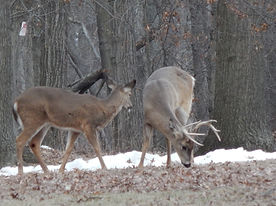 Buck feeding under a pine tree
