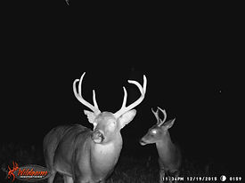 Buck feeding on a corn pile