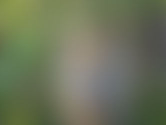 Proyecto "Ríos del Yaguareté": restauración y desarrollo comunitario