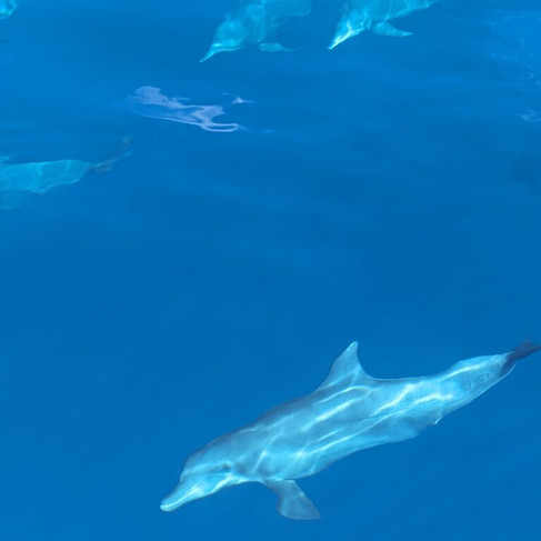 Scuba Diving in Maldives