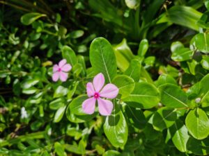 International Union for Conservation of Nature (IUCN)