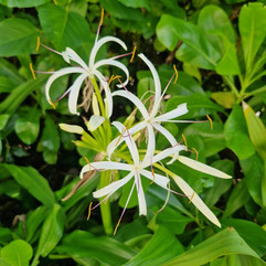 International Union for Conservation of Nature (IUCN)