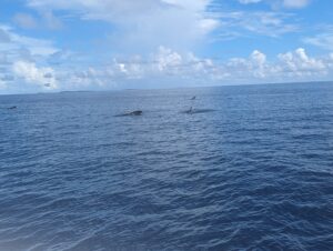 Swimming with whale sharks