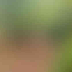 Sandringham Country Park