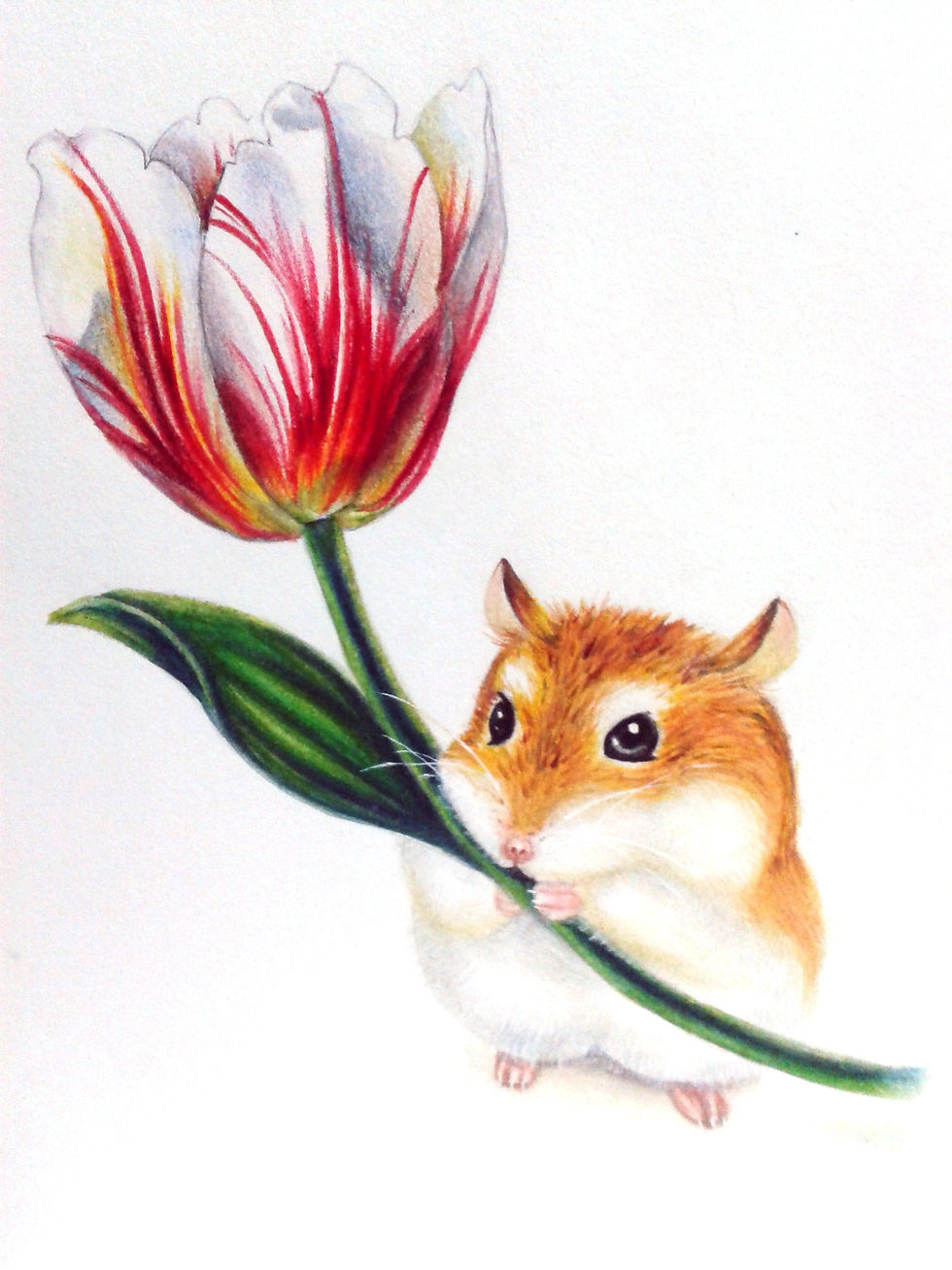 倉鼠 Hamster