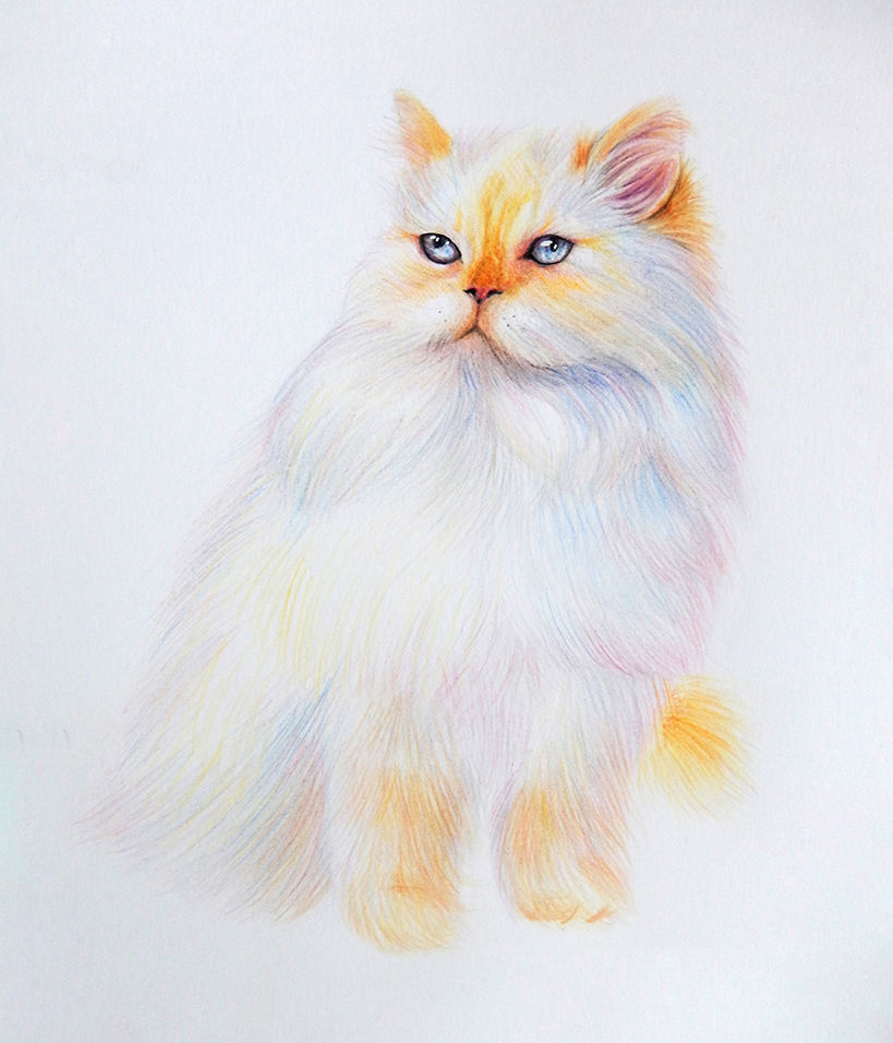 小猫 Kitty