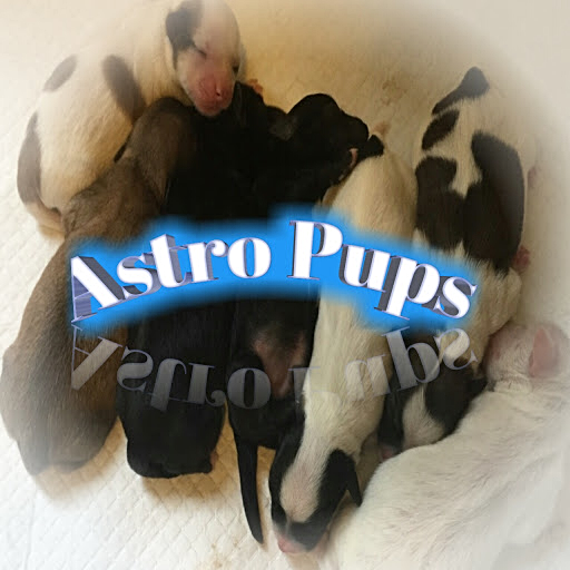 Writer: Astro Pups