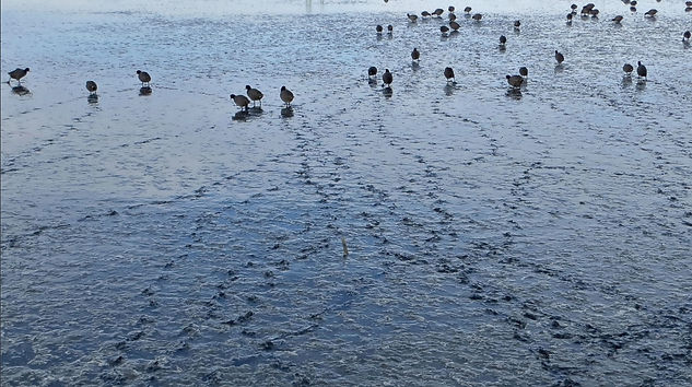 Illustration of shoreline ecosystem that supports biodiversity, groundwater recharge and cooling impacts.