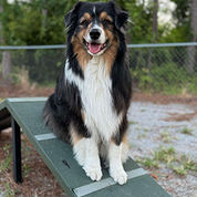 Monthly calendar contest winner. Photo of a dog named Ezra Grey