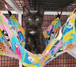Kitten in Hammock_edited.jpg