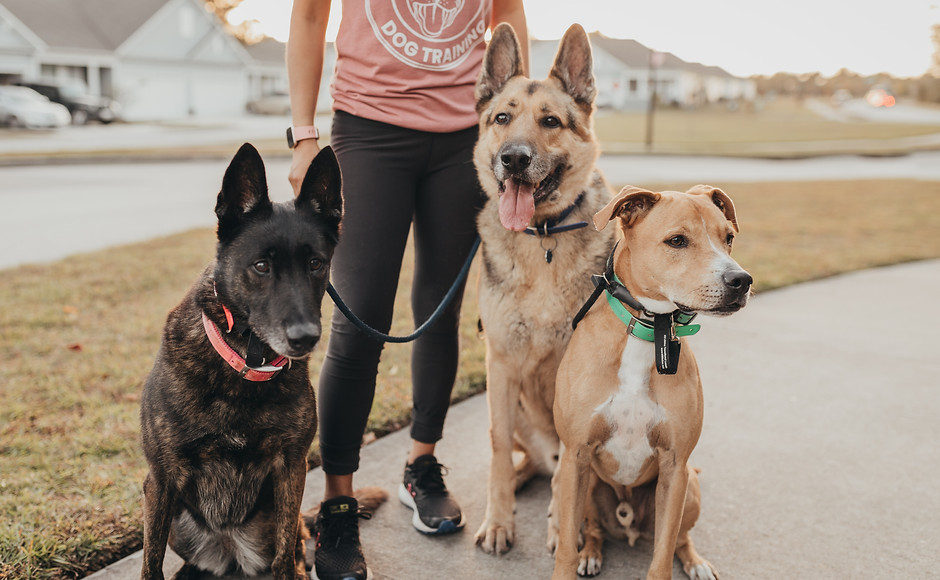 Drop Off Day Training Hartley's Hounds Dog Training