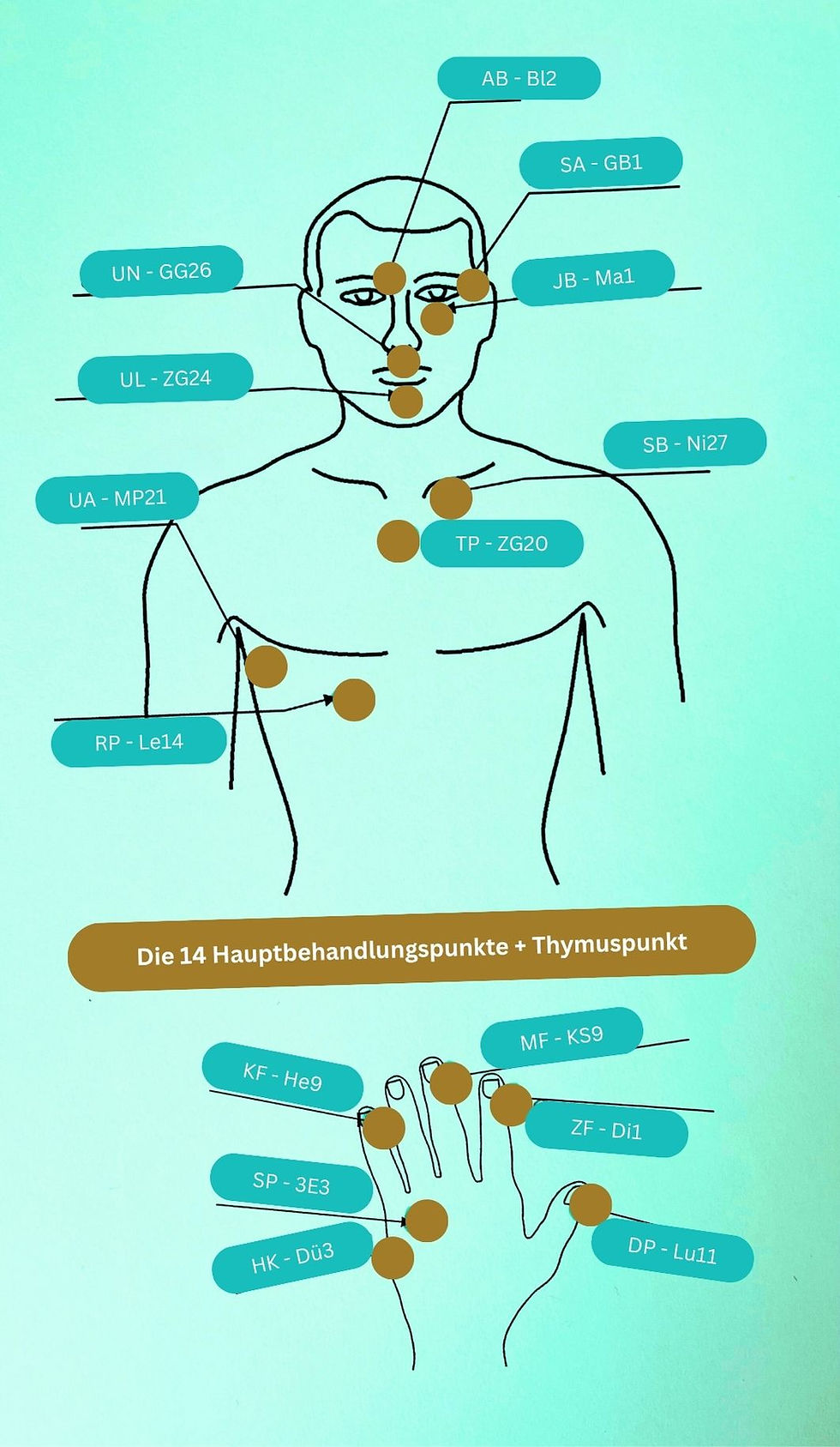 Die 14 Hauptbehandlungspunkte + Thymuspunkt