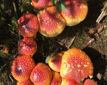 Amanita muscaria © Graham Steinruck 2022