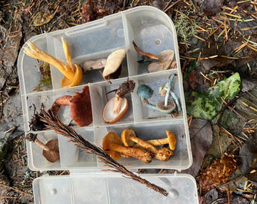 Fungi for microscopy © Graham Steinruck 2022