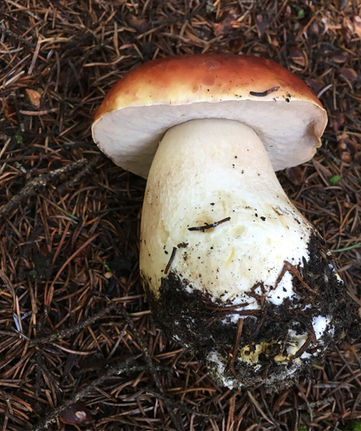 Boletus © Graham Steinruck 2022