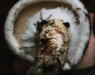 Tricholoma magnivelare © Graham Steinruck 2022